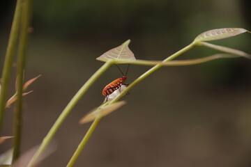 Cotton bud daddy insect