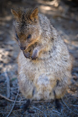 The quokka is a small macropod. It is herbivorous and mainly nocturnal. The quokka's range is a small area of southwestern Australia.