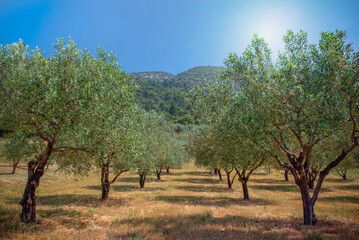 olive trees in a field overlooking the sun in the south of France