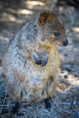The quokka is a small macropod. It is herbivorous and mainly nocturnal. The quokka's range is a small area of southwestern Australia.
