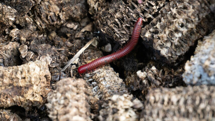 Giant brown millipedes can be observed in their natural habitat, skillfully hiding among the rocks,...