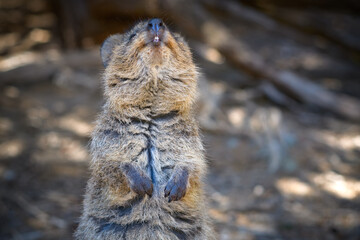 The quokka is a small macropod. It is herbivorous and mainly nocturnal. The quokka's range is a...