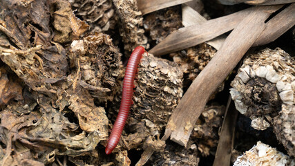 Giant brown millipedes can be observed in their natural habitat, skillfully hiding among the rocks,...