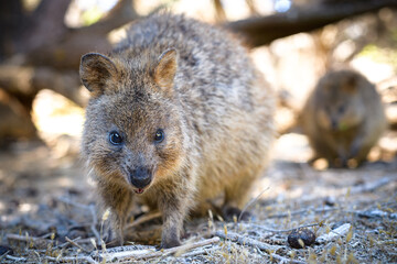 The quokka is a small macropod. It is herbivorous and mainly nocturnal. The quokka's range is a small area of southwestern Australia.