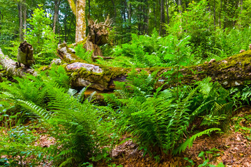 closeup green fern bush growth in the forest