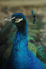 Species birds of the  family Pavo cristatus. Majestic Peacock Detailed View Head and Neck ...