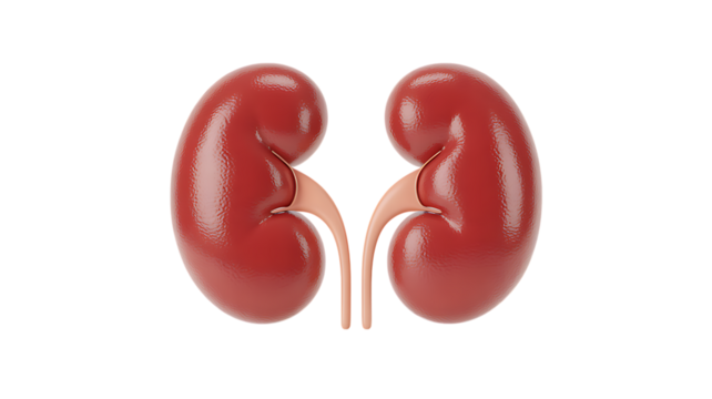 Photo of closeup anatomical illustration of human kidneys, isolated on transparent background