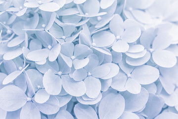 Background of white blue petals of Hydrangea or Hydrangea. Soft focus