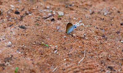 Hypolycaena amasa amasa or Fluffy Tit. Close up view butterfly sucking mineral from soil. There...