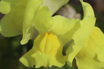 日本の春の庭に咲く黄色いキンギョソウの花