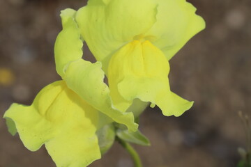 日本の春の庭に咲く黄色いキンギョソウの花