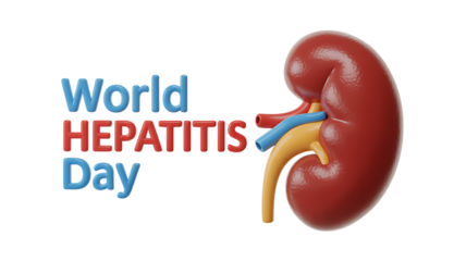 Photo of world hepatitis day text with a human kidney isolated on transparent background