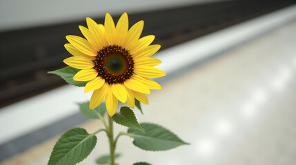Sunflower in Bright Light