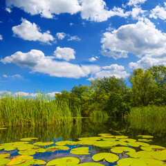 summer calm lake with forest on coast under a blue cloudy sky