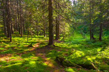green forest glade at the summer sunny day © Yuriy Kulik