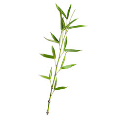 Obraz premium Fresh green sprig of herb
