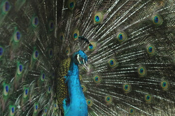 Species birds of the  family Pavo cristatus. Majestic Peacock Detailed View Head and Neck ...