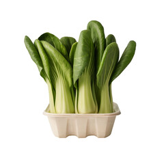 Fresh Green Bok Choy in Eco-Friendly Tray
