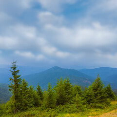 green mountain valley with fir tree forest on mount slope