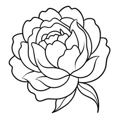 peony line art vector illustration  on white background