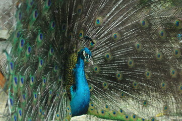 Species birds of the  family Pavo cristatus. Majestic Peacock Detailed View Head and Neck ...