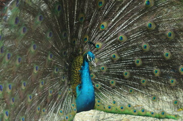 Species birds of the  family Pavo cristatus. Majestic Peacock Detailed View Head and Neck ...