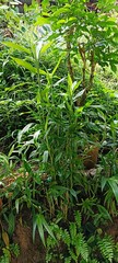 green grass in the forest
