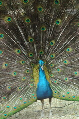 Species birds of the  family Pavo cristatus. Majestic Peacock Detailed View Head and Neck ...