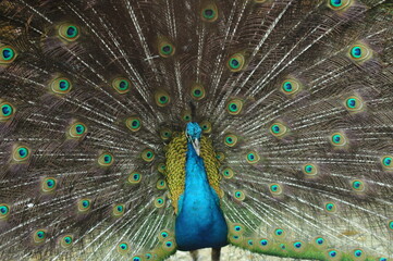 Species birds of the  family Pavo cristatus. Majestic Peacock Detailed View Head and Neck ...