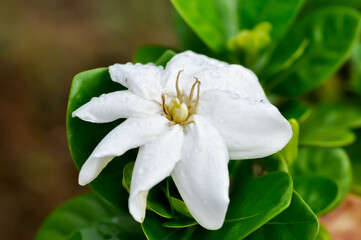 Cape jasmine, Gardenia augusta or Gardenia jasmine or Gardenia taitensis Heaven Scent or RUBIACEAE