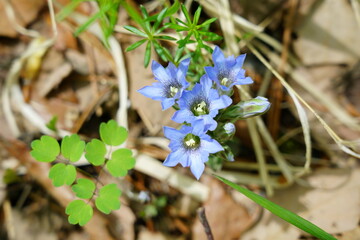 初夏の林の中で可愛らしい紫色のフデリンドウの花が咲く