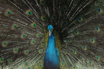 Species birds of the  family Pavo cristatus. Majestic Peacock Detailed View Head and Neck ...