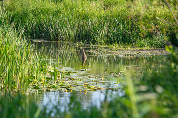 The small Grabia River in central Poland.