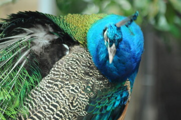 Species birds of the  family Pavo cristatus. Majestic Peacock Detailed View Head and Neck ...