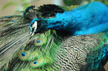 Species birds of the  family Pavo cristatus. Majestic Peacock Detailed View Head and Neck ...
