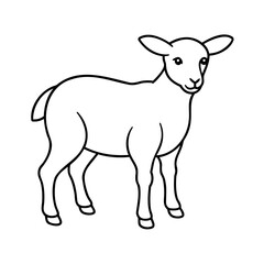 Young white sheep standing lamb animal