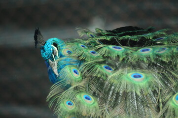 Species birds of the  family Pavo cristatus. Majestic Peacock Detailed View Head and Neck  displaying vibrant blue colors emerald details plumage showcasing iridescent feathers in full bloom