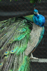 Species birds of the  family Pavo cristatus. Majestic Peacock Detailed View Head and Neck ...