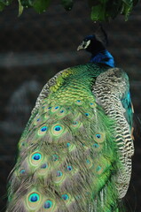 Species birds of the  family Pavo cristatus. Majestic Peacock Detailed View Head and Neck ...