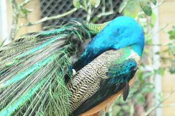 Species birds of the  family Pavo cristatus. Majestic Peacock Detailed View Head and Neck ...