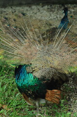Species birds of the  family Pavo cristatus. Majestic Peacock Detailed View Head and Neck ...
