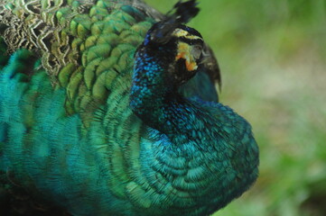 Species birds of the  family Pavo cristatus. Majestic Peacock Detailed View Head and Neck ...