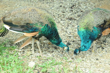 Species birds of the  family Pavo cristatus. Majestic Peacock Detailed View Head and Neck ...