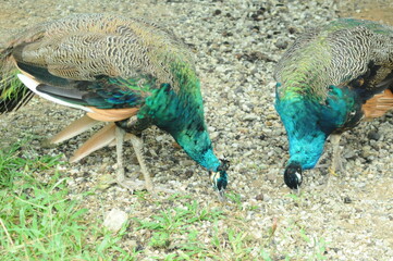 Species birds of the  family Pavo cristatus. Majestic Peacock Detailed View Head and Neck ...