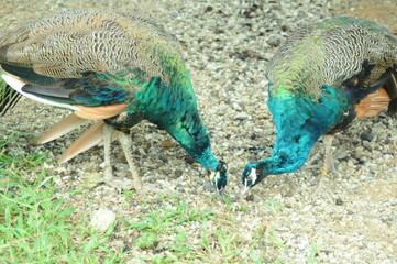 Species birds of the  family Pavo cristatus. Majestic Peacock Detailed View Head and Neck ...