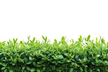 Green Hedge Border: Lush green hedge, vibrant foliage, natural border, spring growth, garden greenery, landscape design element. 