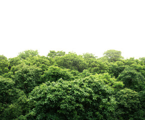 Lush Green Canopy: A vibrant image showcasing a dense, lush green canopy of trees, perfect for illustrating environmental themes or adding a natural touch to designs. 