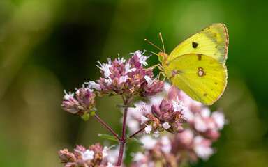 Postillion, Großes Posthörnchen, Gelbes Posthörnchen Wander-Gelbling/Wandergelbling oder Orangeroter Kleefalter (Colias croceus, Syn.: C. edusa) auf wildem Oregano