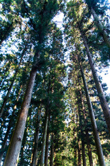 Fototapeta premium low-angle view of the cedar trees