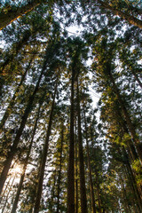 low-angle view of the cedar trees